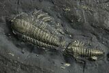 Three Pyritized Triarthrus Trilobites With Appendages - New York #309860-2